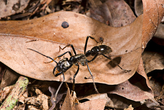 Dinoponera ant photographed in the city of Cariacica, Espírito Santo - Southeast of Brazil. Atlantic Forest Biome. Picture made in 2010.