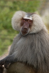 Old World monkeys: Hamadryas Baboon (Papio hamadryas) male portrait.