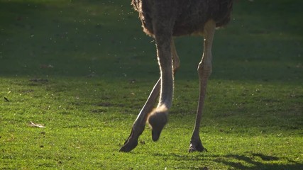 Common ostrich (Struthio camelus) grazing