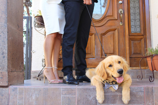 Perro de hogar