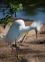 The snowy egret (Egretta thula) scratching its feathers.
