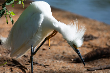 Shaggy effect on the hair. The snowy egret (Egretta thula) bristles the feathers of the head. 