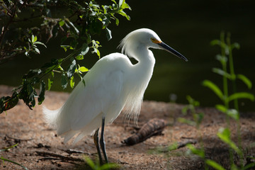 Snowy egret (Egretta thula) brazilian Pantanal landscape.