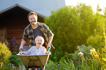 Happy little boy having fun in a wheelbarrow pushing by dad in domestic garden on warm sunny day.