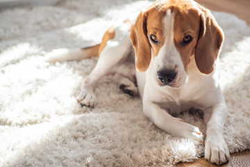 Dog tired lying on floor in living room