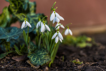 flowers snowdrop in the garden