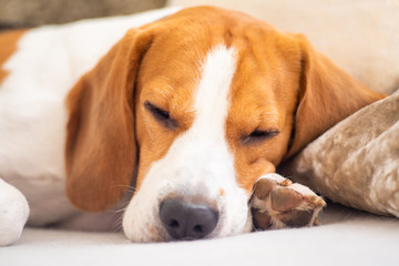 Dog tired sleeps on a couch, beagle on sofa.