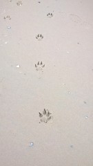 hundepfoten im sand