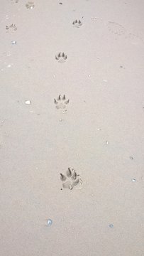 hundepfoten im sand