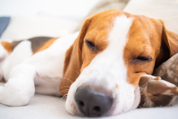 Dog tired sleeps on a couch, beagle on sofa.