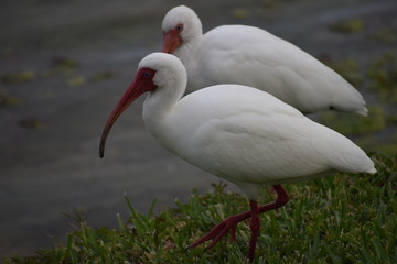 white ibis in the park