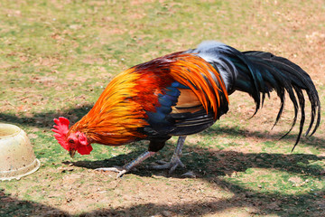 Rooster bantam chicken colorful red walking searches for food on grass floor in farm