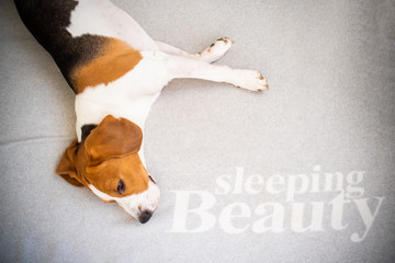 Dog tired sleeps on a couch, beagle on sofa.