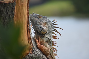 iguana on tree