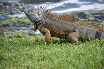 green iguana