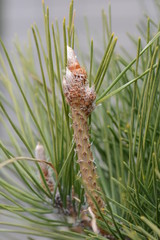 Pine tree shoots