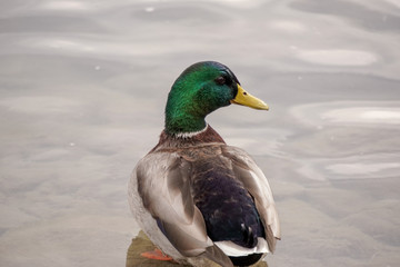 Closeup of a Mallard Duck in a pond