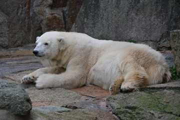 polar bear on the rocks