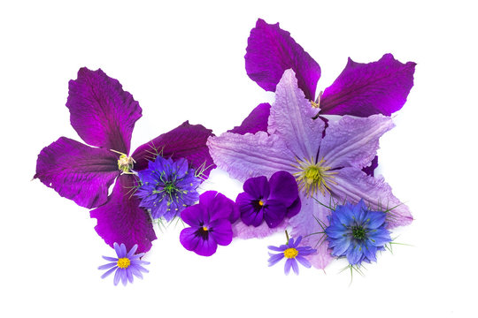 Bouquet primaveral. Flores lavanda y purpura aisladas sobre blanco.