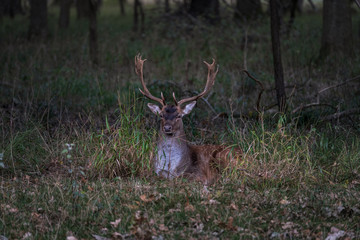 Naklejka na ściany i meble Large dear with big antlers resting in the grass, early morning in the forest scenery, dawn