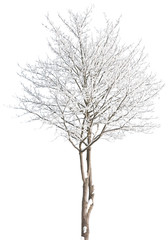Fototapeta na wymiar Acer pseudoplatanus - Bergahorn, Ahorn