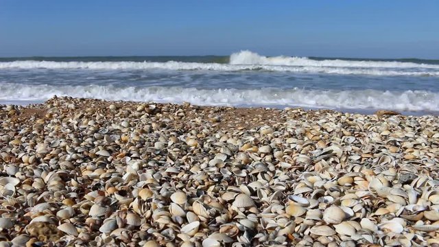 Nice-looking shell beach on Black sea (Crimea) with bright shells cockle, mussels, Venus clam, inflated ark, long-necked clams and so on. Prevails cockle (Cardium). Botticelli depicted Venus in cockle