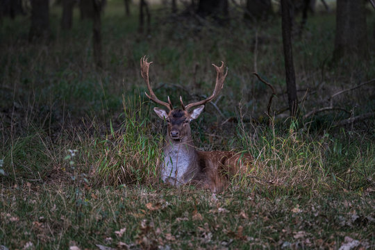 Large dear with big antlers resting in the grass, early morning in the forest scenery, dawn © Dawid