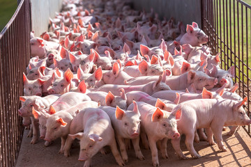 leitão agro