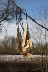 Natural February theme.