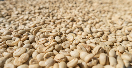 Large white coffee beans dry in the sun at the farm, peeled arabica raked for drying process at roasted factory of northern Thailand