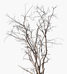 Old dead tree isolated on white background for design, dry plant twigs and branches without leaves in winter season