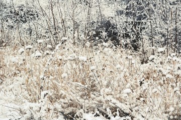 Flowers in snow.