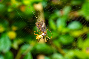 the wonders of the macro world