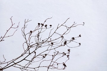 Tree branch on the sky, winter.