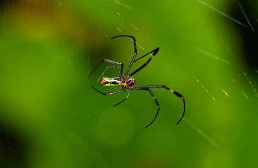 the wonders of the macro world