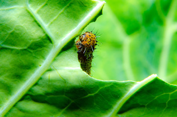 the wonders of the macro world