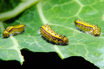 the wonders of the macro world