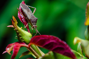 the wonders of the macro world