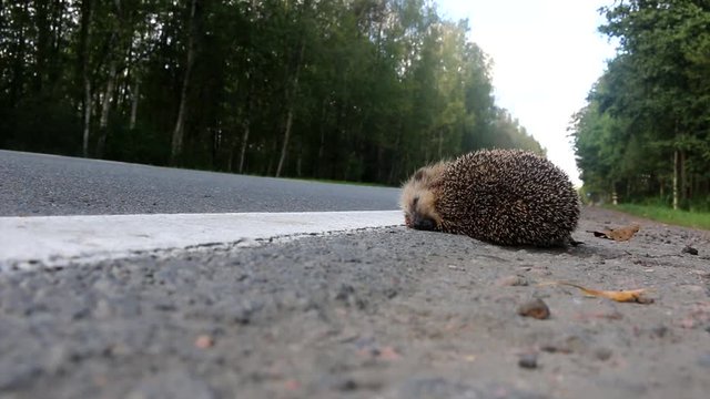 The unfortunate hedgehog is hit on the road by a car. Car as the cause of death of a huge number of mammals: the greater the speed the more victims