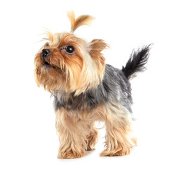 Yorkshire terrier isolated on white. Happy dog