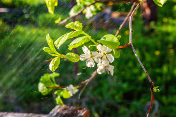 Beautiful white cherry blossom sakura flowers in spring time. Background with flowering cherry tree. Inspirational natural floral spring blooming garden or park. Colorful ecology nature landscape