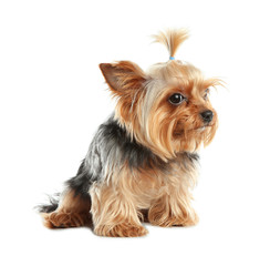 Yorkshire terrier isolated on white. Happy dog