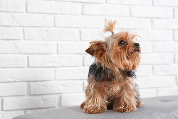 Yorkshire terrier on bench against brick wall, space for text. Happy dog