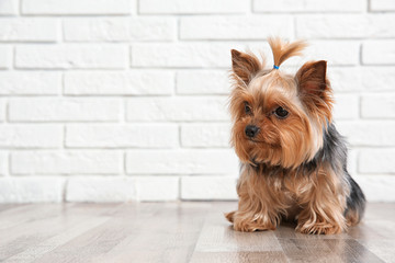 Yorkshire terrier on floor against brick wall, space for text. Happy dog