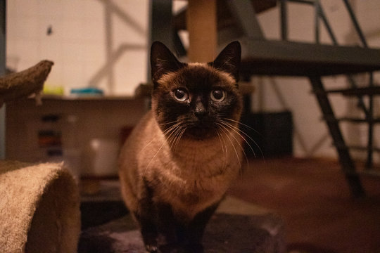 Gato siames