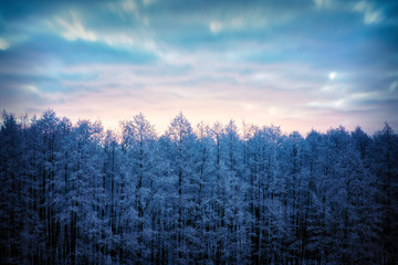 forest sunrise in winter