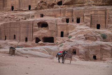 Donkey on the street of facades, Petra, Wadi Musa, Jordan