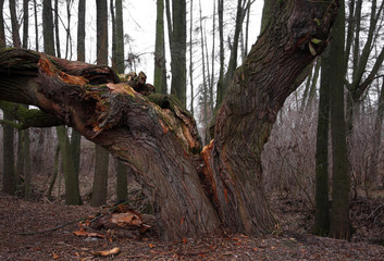 Old dry tree broken from storm lightning