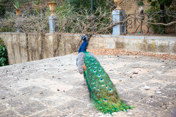 Fototapeta premium Pavo real