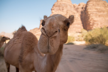 Camels in Wadi Rum desert, Jordan